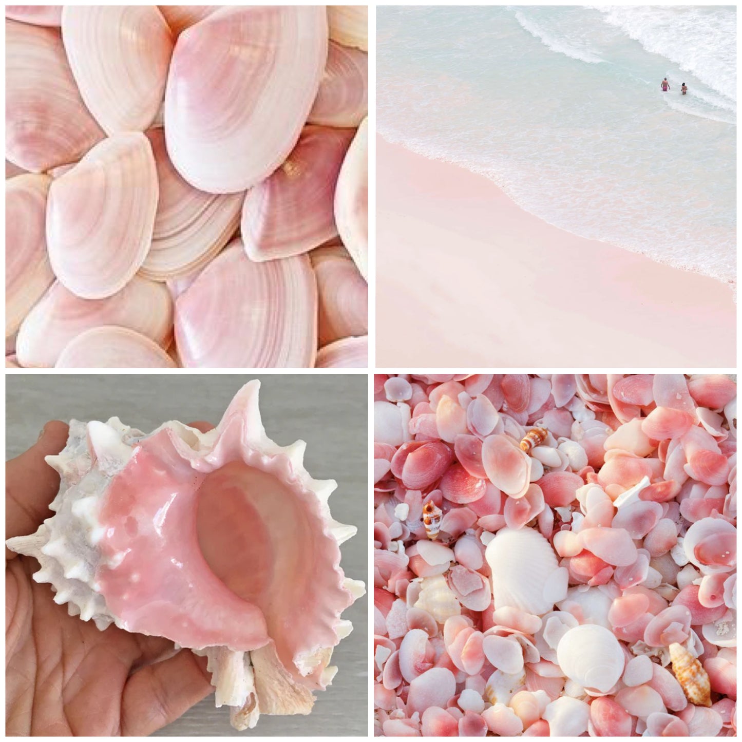 Seashell